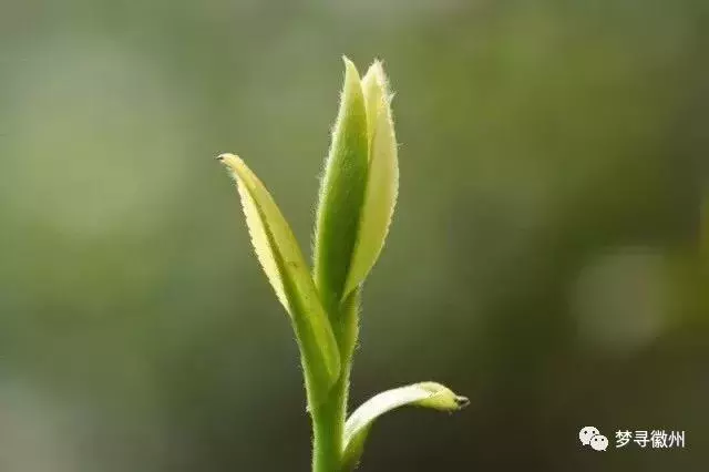 带您了解真正的黄山毛峰茶叶介绍