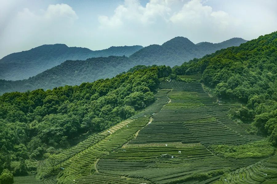 江南5大工夫红茶，没有大红袍