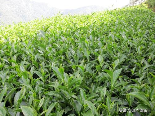 冻顶乌龙茶产地 如何鉴别冻顶乌龙茶？