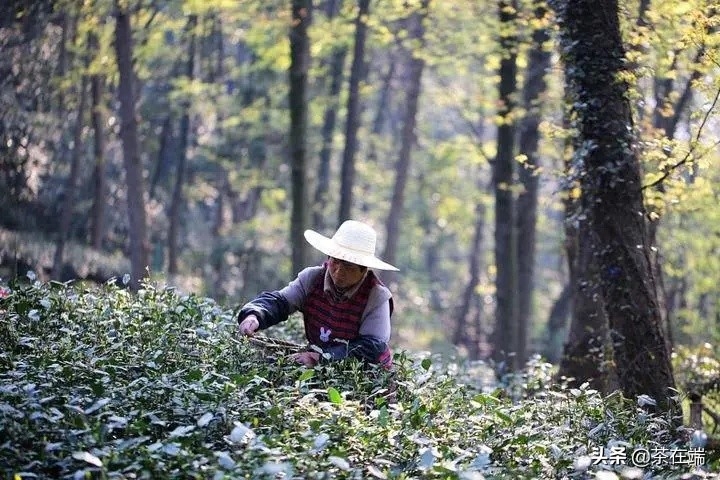 四大名茶之一的龙井茶产地是哪里，购买龙井茶的渠道有哪些