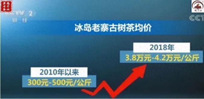 冰岛古树茶一斤2万元！冰岛普洱茶为什么这么贵？