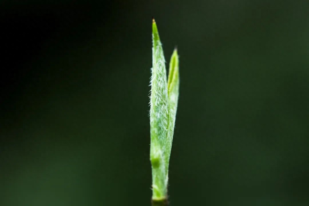 茶毫越多，碧螺春越好喝吗？